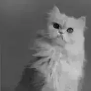 りりの画像