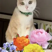 花ぁの画像