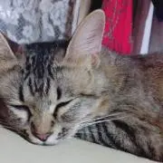 ミャーの画像