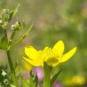 PDFの画像