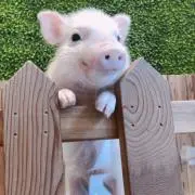 ♡みぃちゃん♡の画像