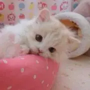 まま