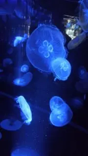 やっぺの画像