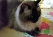 りんちゃん