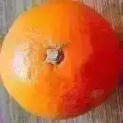 糸島みかんの画像