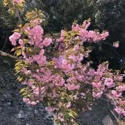 ハナ (購入者様はプロフをお読み下さい)の画像