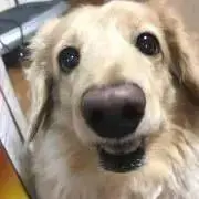 ざりがにの画像