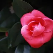 みんみんの画像