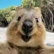 ももぽっぽの画像