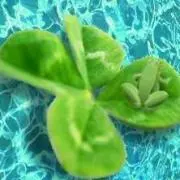☆Nao☆の画像