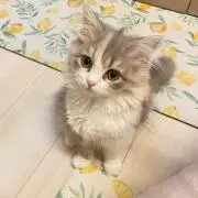 まちゅ