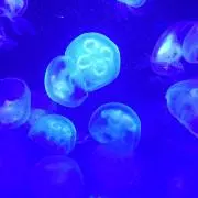 きむ プロフ必読の画像