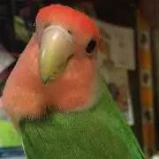 ぼんちゃん