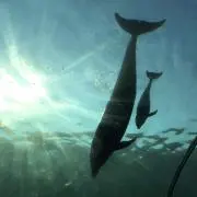くまの画像