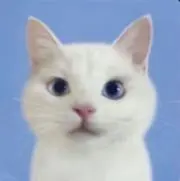 くれらっぷの画像