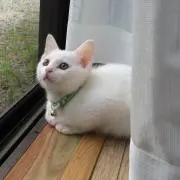 なろりん