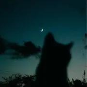 ちょこの画像