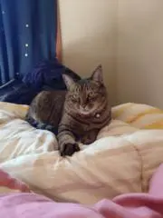 RARAの画像