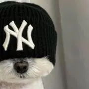 しんの画像