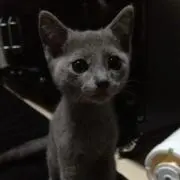 yuki