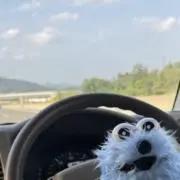もも