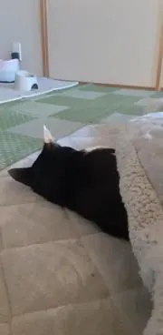 あみこみの画像