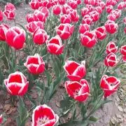 びびすけの画像