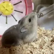 vanillaの画像