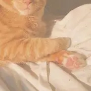 Bellaの画像