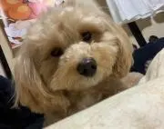 ローズの画像