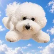 ぼんばー
