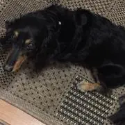 うしん