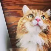 にかはなの画像