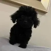 Kの画像