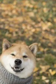 イヴ♡ぽんの画像