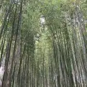 ちさと