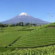 Hanaの画像