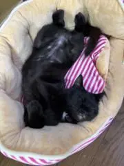 ばぶらぶの画像