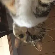 よ