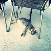 chiの画像