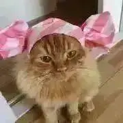Rokoの画像