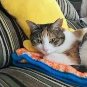 ターサージャパン
