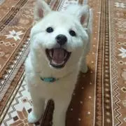ごま’shopの画像