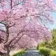 haru@の画像