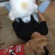 タクパパの画像