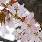 さくらの画像