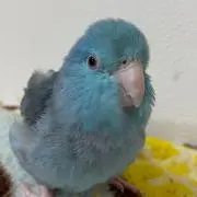 しずくの画像