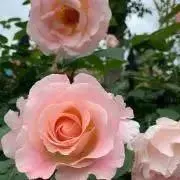 あずみれの画像