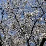 Hitomiの画像