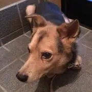 バニラ